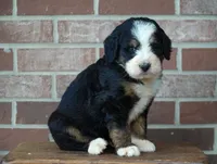 Belle, a female Bernedoodle for sale in Fort Wayne, IN – 2 of 3