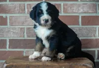 Rex, a male Bernedoodle for sale in Fort Wayne, IN – 2 of 4