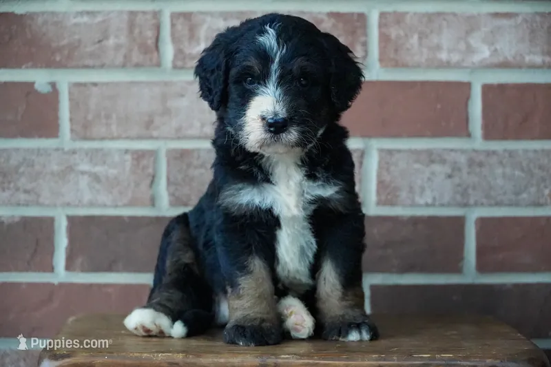 Rover – Bernedoodle puppy for sale in Fort Wayne, IN