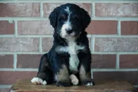 Rover, a male Bernedoodle for sale in Fort Wayne, IN – 1 of 3