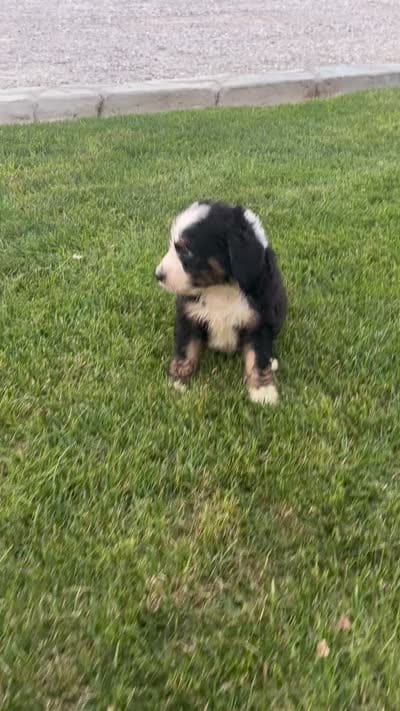 Saturn, a male Bernedoodle for sale in Fort Wayne, IN – 3 of 3