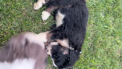 Rex, a male Bernedoodle for sale in Fort Wayne, IN – 4 of 4