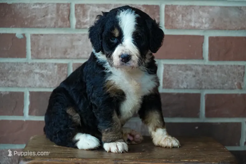 Saturn – Bernedoodle puppy for sale in Fort Wayne, IN