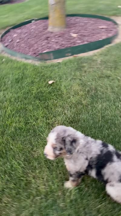 River, a male Bernedoodle for sale in Fort Wayne, IN – 3 of 3