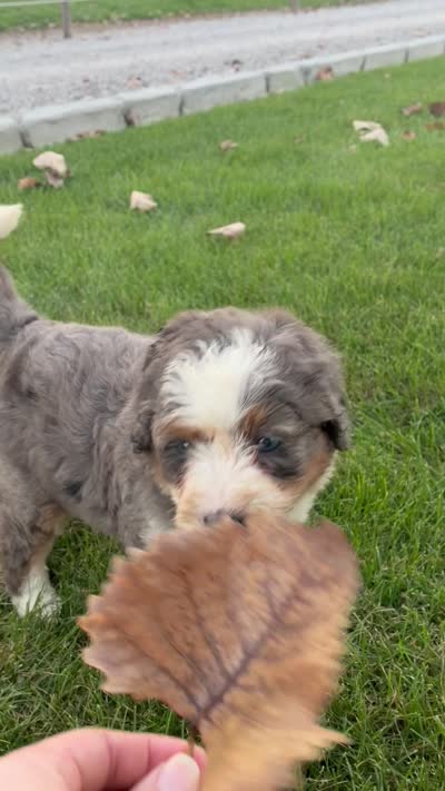 Sparkle, a female Bernedoodle for sale in Fort Wayne, IN – 3 of 3