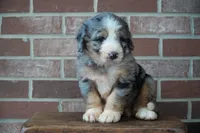 River, a male Bernedoodle for sale in Fort Wayne, IN – 2 of 3