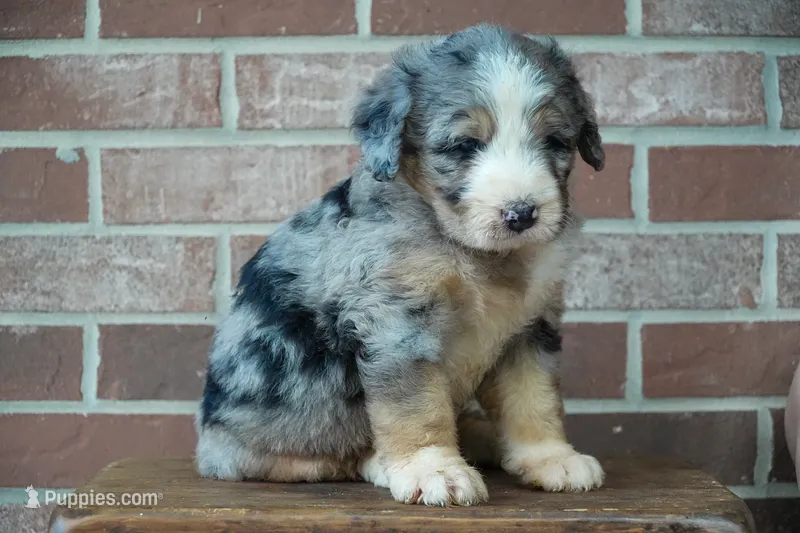 River – Bernedoodle puppy for sale in Fort Wayne, IN