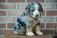 River, a male Bernedoodle for sale in Fort Wayne, IN – 1 of 3