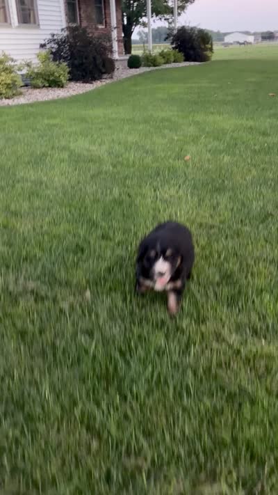 Timber, a male Bernedoodle for sale in Fort Wayne, IN – 3 of 3