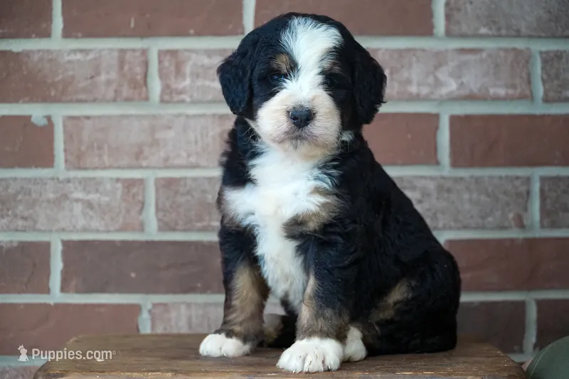 Belle – Bernedoodle puppy for sale in Fort Wayne, IN