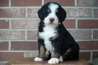 Belle, a female Bernedoodle for sale in Fort Wayne, IN – 1 of 3