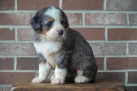 Sparkle, a female Bernedoodle for sale in Fort Wayne, IN – 2 of 3