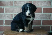 Rover, a male Bernedoodle for sale in Fort Wayne, IN – 2 of 3