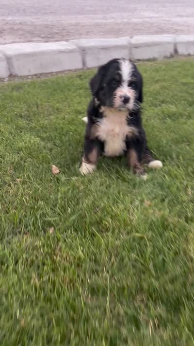 Rex, a male Bernedoodle for sale in Fort Wayne, IN – 3 of 4