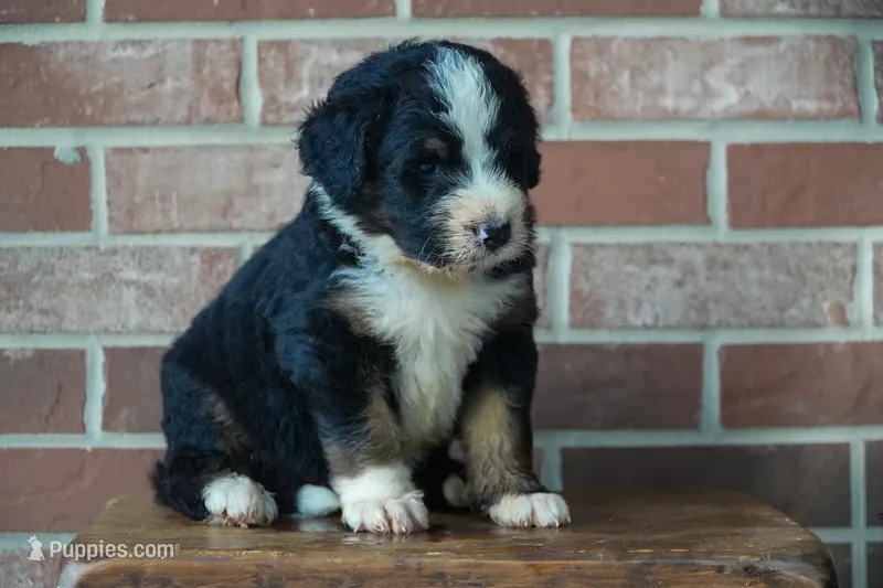 Rex – Bernedoodle puppy for sale in Fort Wayne, IN