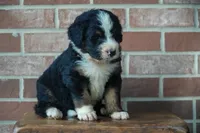 Rex, a male Bernedoodle for sale in Fort Wayne, IN – 1 of 4