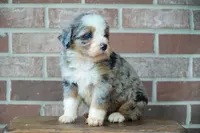 Little Merle, a male Bernedoodle for sale in Fort Wayne, IN – 2 of 2