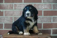 Timber, a male Bernedoodle for sale in Fort Wayne, IN – 2 of 3