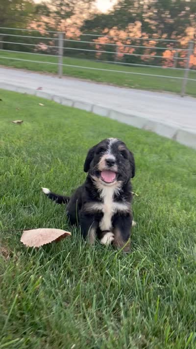 Rover, a male Bernedoodle for sale in Fort Wayne, IN – 3 of 3