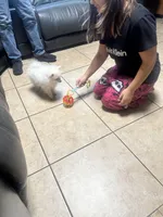 Puppy 2, a female Pomeranian for sale in Santa Rosa, CA – Photo 3 of 4