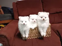 Puppy 2, a female Pomeranian for sale in Santa Rosa, CA – Photo 2 of 4