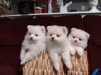 Puppy 2, a female Pomeranian for sale in Santa Rosa, CA – Photo 1 of 4