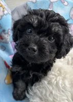 Blackie, a male Havanese and Poodle - Miniature  for sale in Lakefield, MN – 3 of 3
