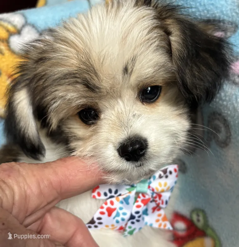 Pluto – Maltese, Papillon puppy for sale in Lakefield, MN