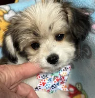 Pluto, a male Maltese and Papillon for sale in Lakefield, MN – 1 of 4