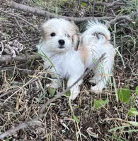 Buster, a male Maltese and Papillon for sale in Lakefield, MN – 3 of 10