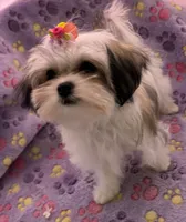 Tiny Tilly , a female Maltese and Papillon for sale in Lakefield, MN – 2 of 9