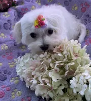 Bell, a female Maltese for sale in Lakefield, MN – 4 of 9