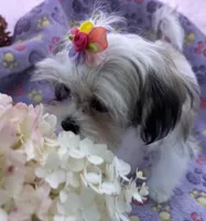 Tiny Tilly , a female Maltese and Papillon for sale in Lakefield, MN – 8 of 9