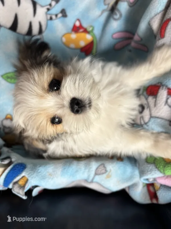 Buster – Maltese, Papillon puppy for sale in Lakefield, MN