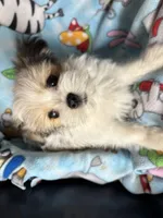 Buster, a male Maltese and Papillon for sale in Lakefield, MN – 1 of 4