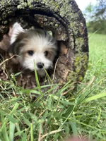 Buster, a male Maltese and Papillon for sale in Lakefield, MN – 4 of 10