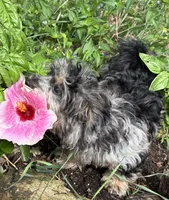 Pebbles, a female Poodle - Miniature  and Havapoo for sale in Lakefield, MN – 2 of 7
