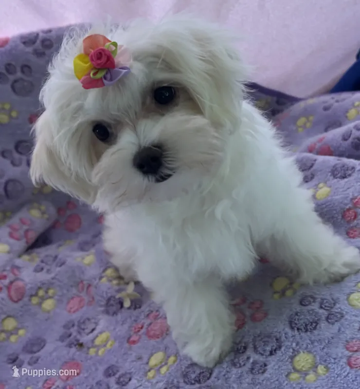 Bell – Maltese puppy for sale in Lakefield, MN