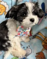 Pappi, a male Maltese and Papillon for sale in Lakefield, MN – 5 of 5