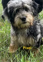 Pixel, a female Havanese and Havapoo for sale in Lakefield, MN – 2 of 8