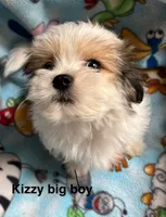 Buster, a male Maltese and Papillon for sale in Lakefield, MN – 2 of 4