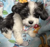Pappi, a male Maltese and Papillon for sale in Lakefield, MN – 3 of 5