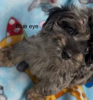Blue eye, a male Havanese and Poodle - Miniature  for sale in Lakefield, MN – 2 of 4