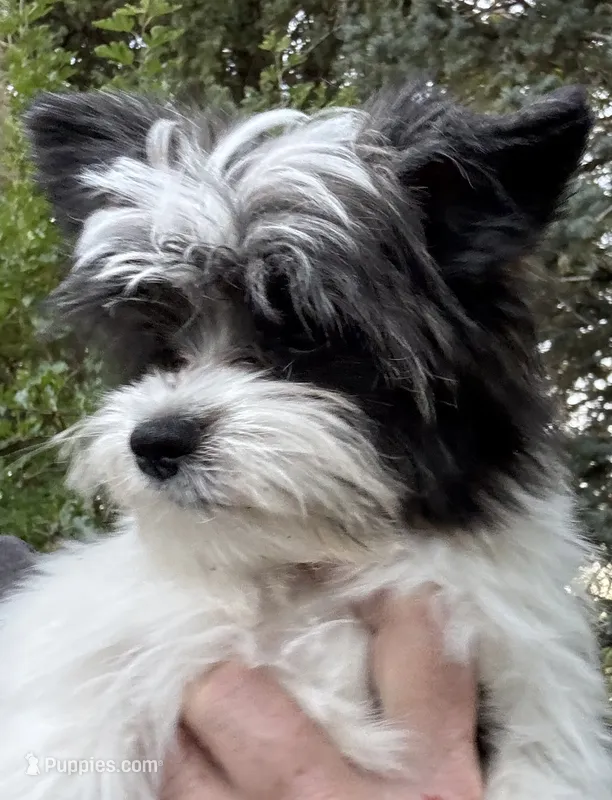 Pappi – Maltese, Papillon puppy for sale in Lakefield, MN