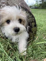 Buster, a male Maltese and Papillon for sale in Lakefield, MN – 5 of 10