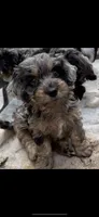 Bruno , a male Havanese and Poodle - Miniature  for sale in Lakefield, MN – 3 of 3
