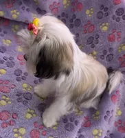 Tiny Tilly , a female Maltese and Papillon for sale in Lakefield, MN – 7 of 9