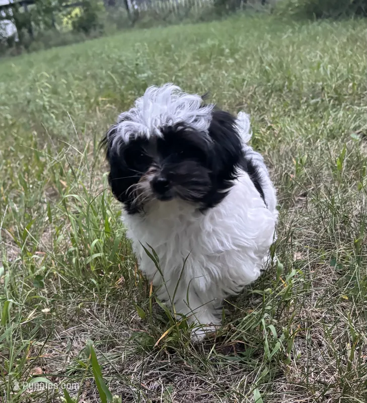 Bandit  – Maltese, Papillon puppy for sale in Lakefield, MN