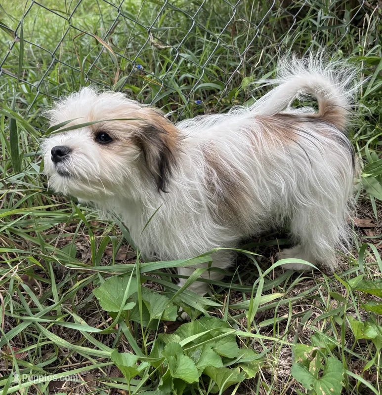 Buster – Maltese, Papillon puppy for sale in Lakefield, MN