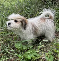 Buster, a male Maltese and Papillon for sale in Lakefield, MN – 1 of 10